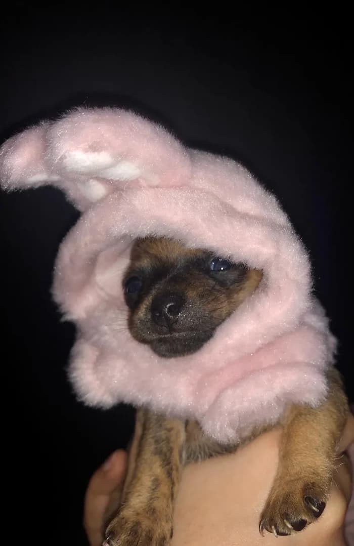 Een puppy met een zachte roze muts met konijnenoren.